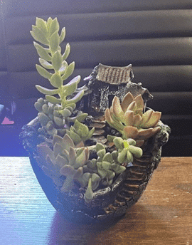 outdoor stepping stones